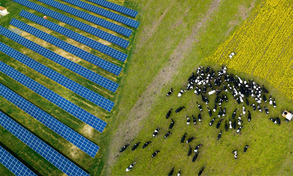 Solar panels with cows on farm