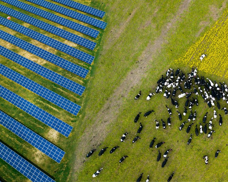 Solar panels with cows on farm